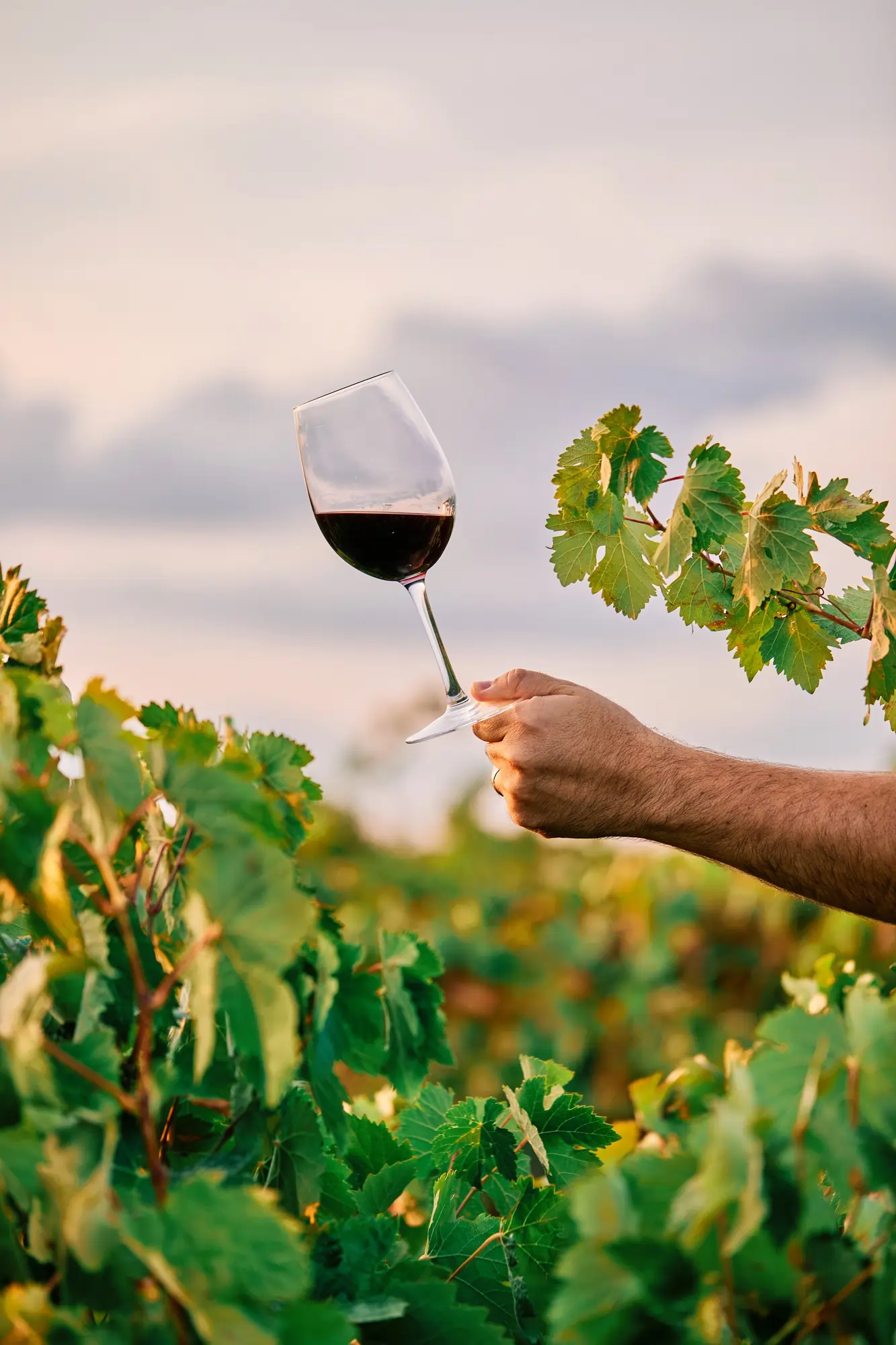 Close-up of a hand holding a glass of red wine in a green vineyard under a clear sky